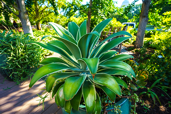 Green plant with big leaves